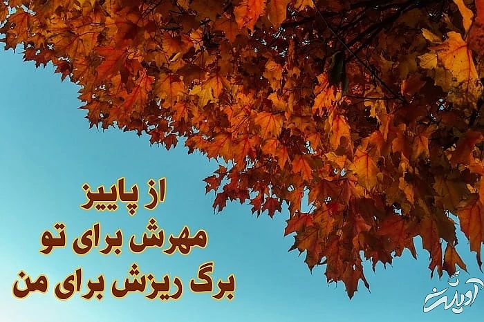 برگ های زیبای پاییزی
